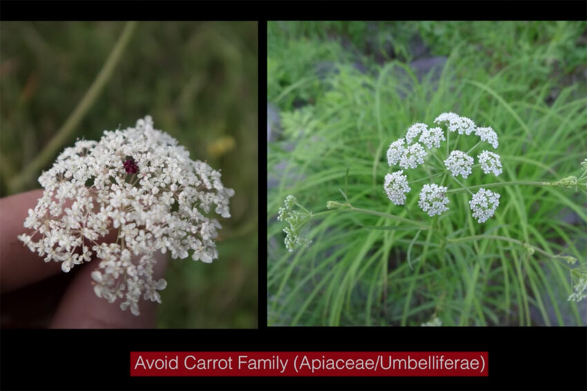 Two umbellifers with clusters of white flowers, from members of the carrot family or Apiaceae
