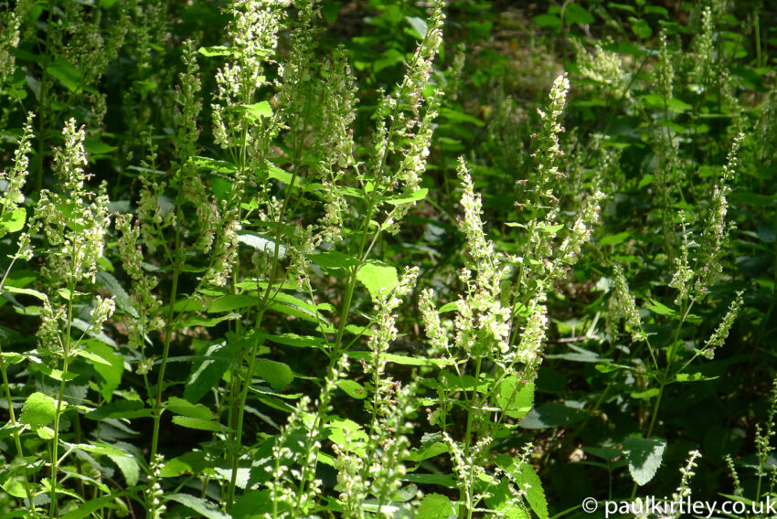 Woodland plant with green leaves and light yellow flowers on branched stems