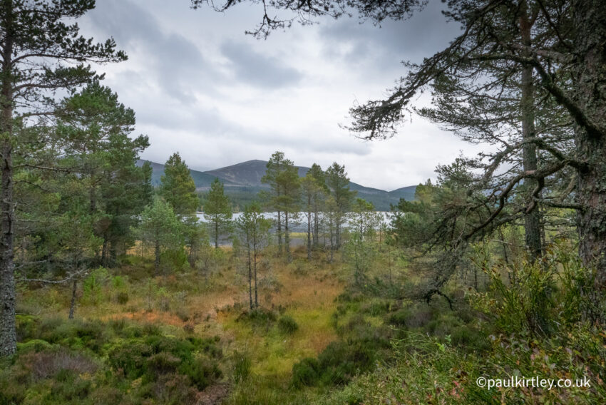 Glimpse of a Scottish mountain loch, surrounded by native pine trees