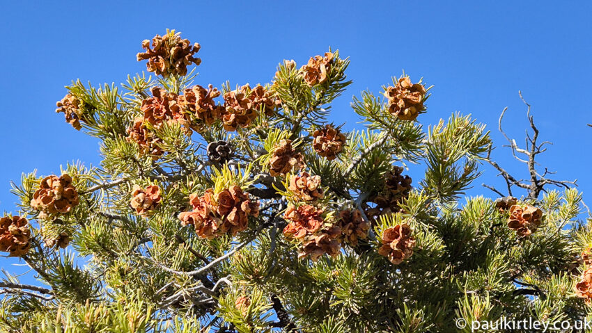 Pinyon pine cones atop a small pinyon pine tree.