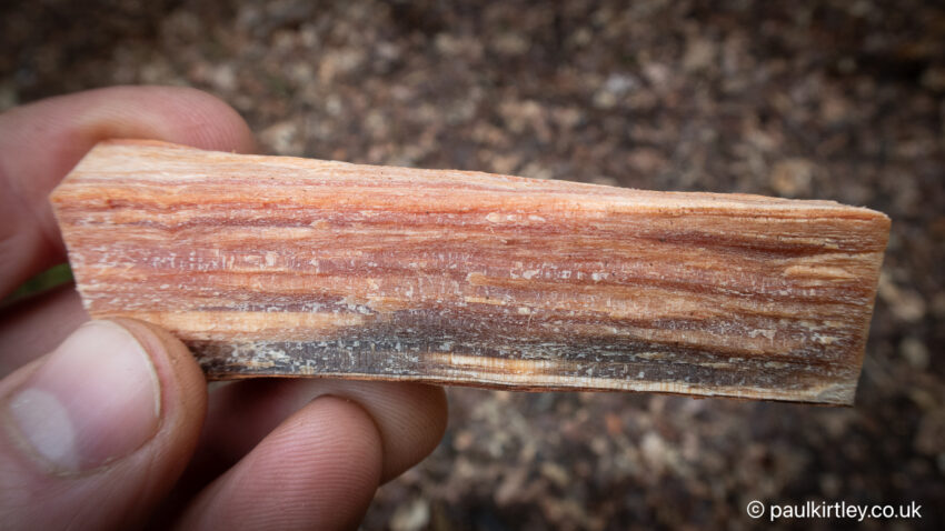 Hand holding a a piece of resin-infused pine wood known as fatwood
