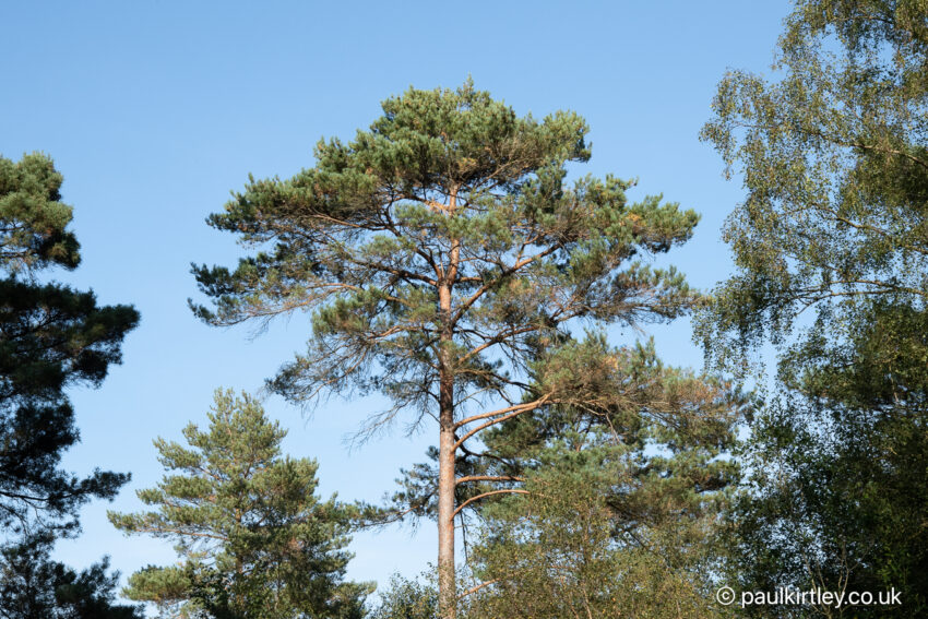 Open crown and orange upper bark of a beautiful Scots pine tree